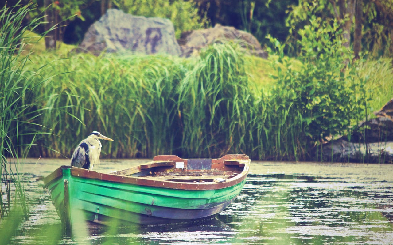 chaloupe pêche oiseau lac